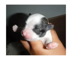 Maltese Shitzu Puppies - 4 Male Availables