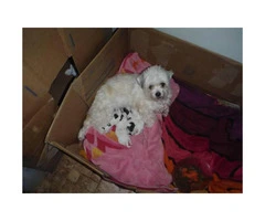 Maltese Shitzu Puppies - 4 Male Availables - 5