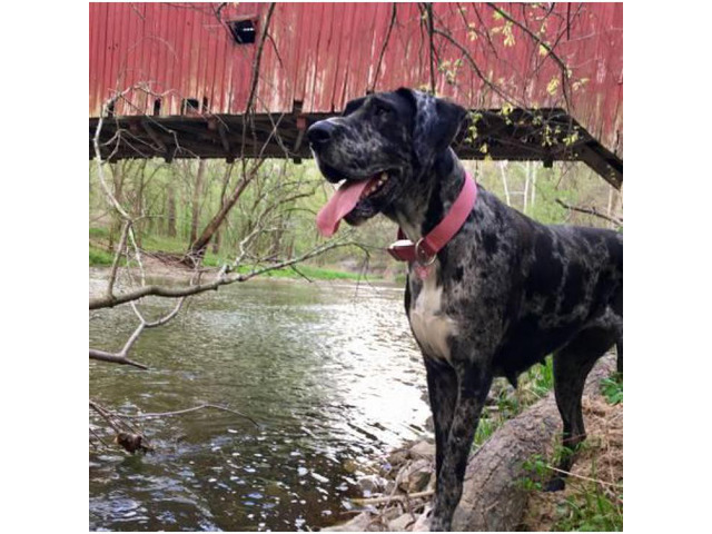 Beautiful Akc Great Danes in Kokomo, Indiana - Puppies for ...