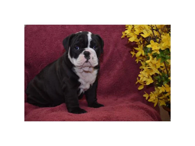 AKC Bulldog puppies for sale to good homes
