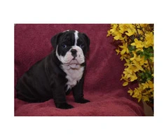 AKC Bulldog puppies for sale to good homes