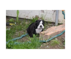 AKC Bulldog puppies for sale to good homes - 2