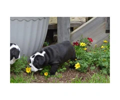 AKC Bulldog puppies for sale to good homes - 3