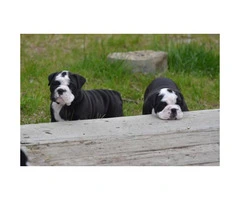 AKC Bulldog puppies for sale to good homes - 4