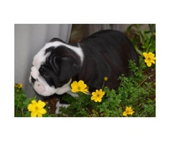 AKC Bulldog puppies for sale to good homes - 5
