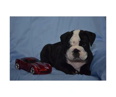 AKC Bulldog puppies for sale to good homes - 6