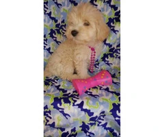 Lovely tiny Maltipoo puppies for sale