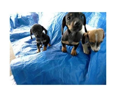 Cute and friendly miniature Dachshund puppies - 3