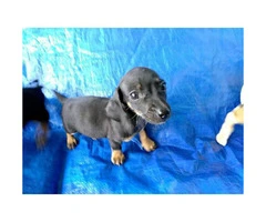 Cute and friendly miniature Dachshund puppies - 4