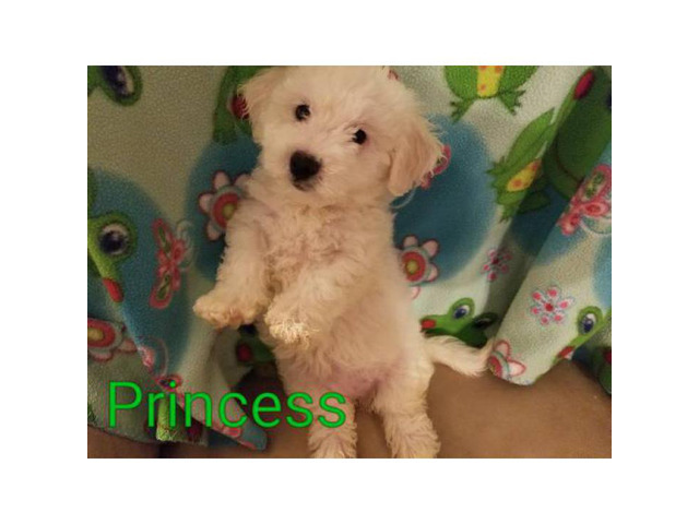 Registered Bichon Frise Puppies in Bay St. Louis ...