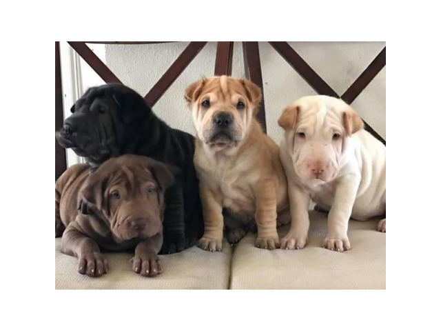 mini bear coat shar pei for sale near me