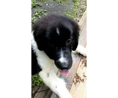 Newfoundland Female Pups for Sale
