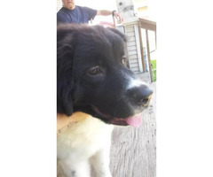 newfoundland pups female