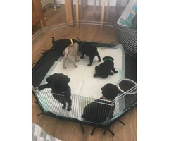 6 gorgeous pugs for sale
