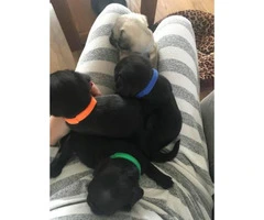 6 gorgeous pugs for sale - 2