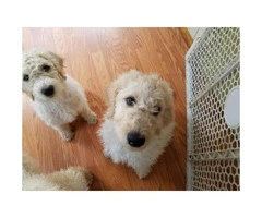f1b labradoodle for sale - 2