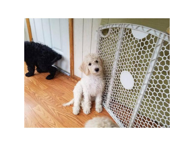 f1b labradoodle for sale in Hudson, New York - Puppies for ...