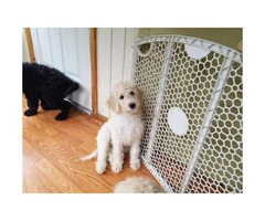 f1b labradoodle for sale - 3
