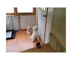 f1b labradoodle for sale - 4