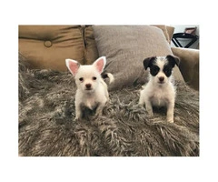 Chorkie puppies for adoption - 2