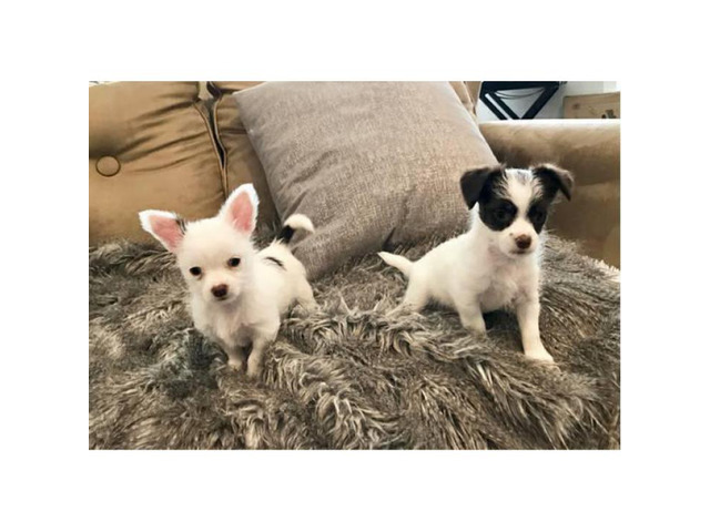 Chorkie puppies for adoption - Puppies for Sale Near Me