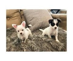 Chorkie puppies for adoption - 3