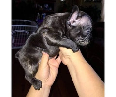 2 males and 2 females AKC French Bulldogs