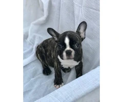 Two Purebred French Bulldog Puppies with/without Papers