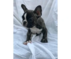 Two Purebred French Bulldog Puppies with/without Papers - 2