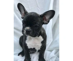 Two Purebred French Bulldog Puppies with/without Papers - 3