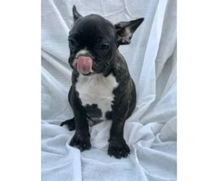 Two Purebred French Bulldog Puppies with/without Papers - 4