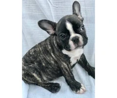 Two Purebred French Bulldog Puppies with/without Papers - 5