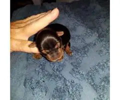 Yorkie Puppies 5 Availables