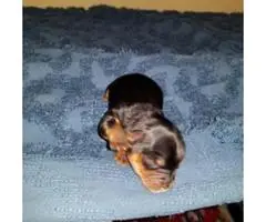 Yorkie Puppies 5 Availables - 3