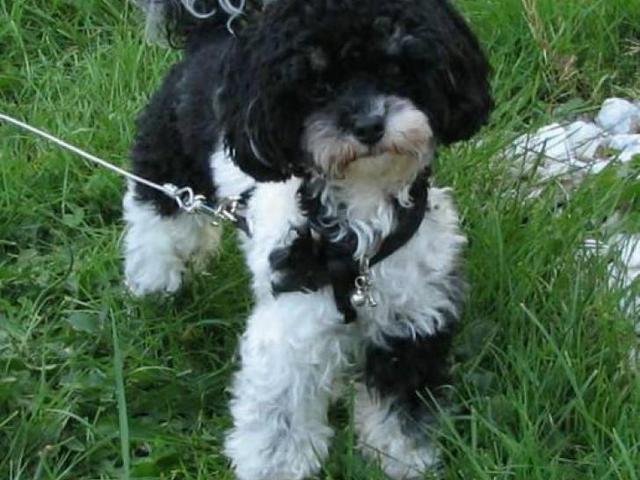 Sweet Maltipoo for Adoption in Charlotte, North Carolina ...