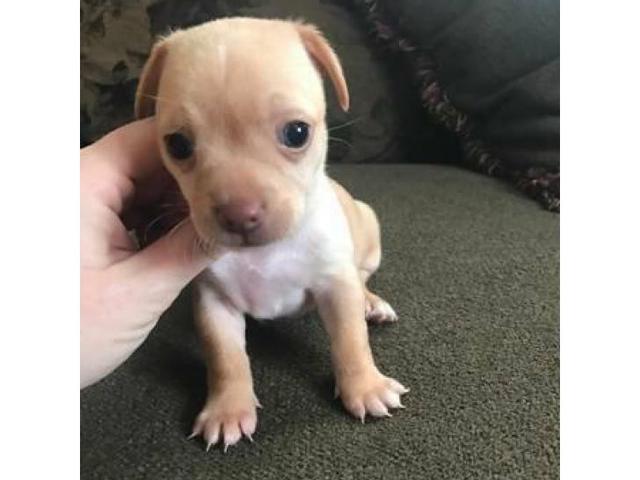 miniature chihuahuas for sale near me