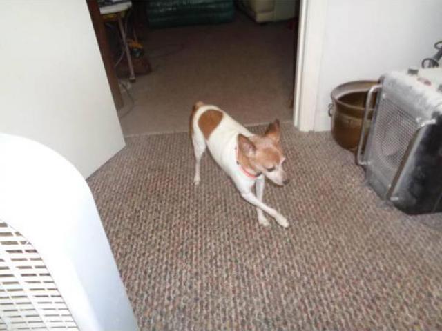 fox toy terrier trained leash puppies alabama birmingham near