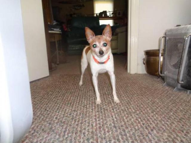 Toy Fox Terrier for Sale - House trained and leash trained ...