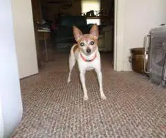 Toy Fox Terrier for Sale - House trained and leash trained - 3