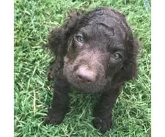 American Water Spaniel Puppies with All paperwork