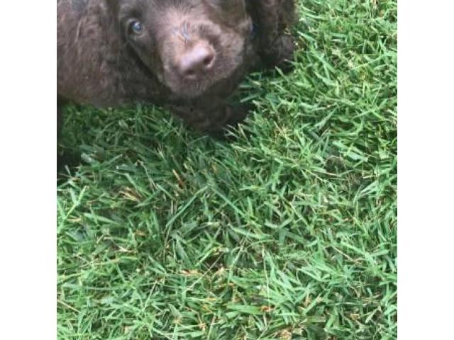 American Water Spaniel Puppies with All paperwork in ...