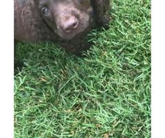 American Water Spaniel Puppies with All paperwork in ...