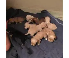 7 Schnoxie puppies for sale