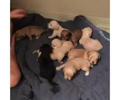 7 Schnoxie puppies for sale - 2