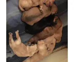 7 Schnoxie puppies for sale - 3