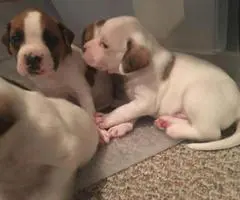 5 female and 2 male boxador puppies for sale - 2