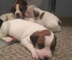 5 female and 2 male boxador puppies for sale - 4