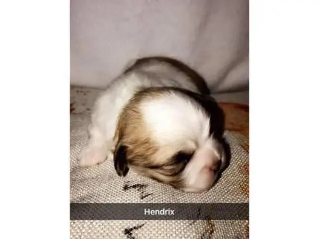 Shichons puppies - 3/6