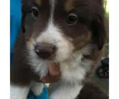 Mini Aussie puppies -  first round of shots and deworming - 2