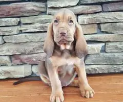 APR reg. Bloodhound puppies